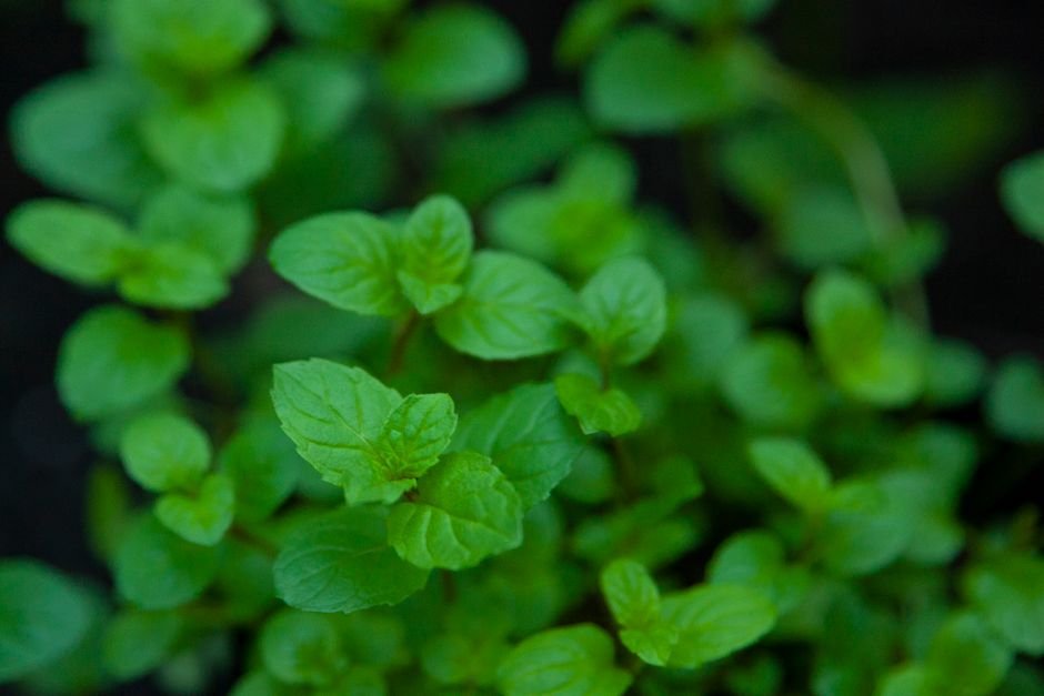 Close-up of fresh peppermint and spearmint leaves, two of ProDentim's supporting ingredients